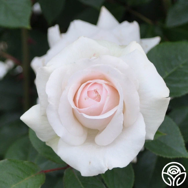 Swan Lake 4 Swan Lake - Image 2