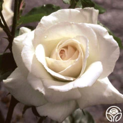 Swan Lake 12 Swan Lake -Lovely Rose Shop swan lake logo 04