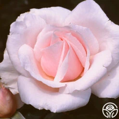 Sweet Afton 9 Sweet Afton -Lovely Rose Shop sweet afton 1 1