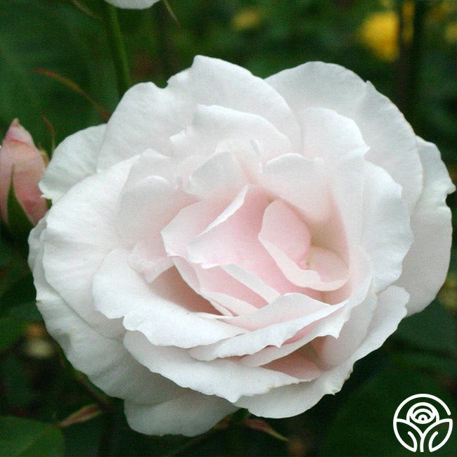 Sweet Afton 5 Sweet Afton - Image 3