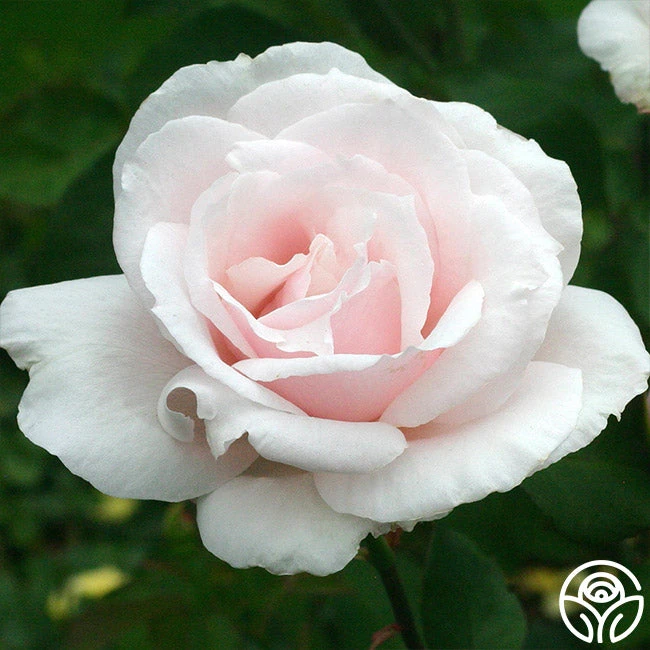 Sweet Afton 4 Sweet Afton - Image 2