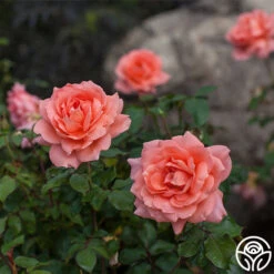 Sweet Fragrance -Lovely Rose Shop sweet fragrance 1 1