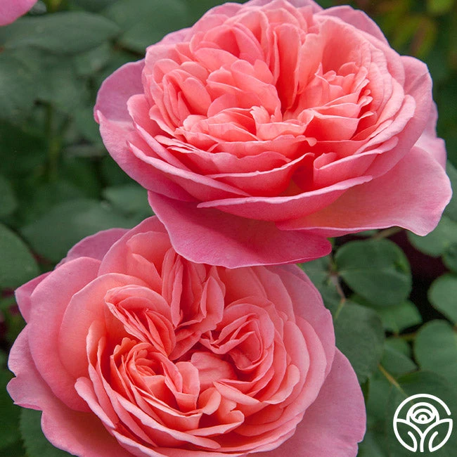 Sweet Mademoiselle™ 4 Sweet Mademoiselle™ - Image 2