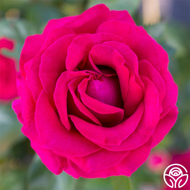 Sweet Spirit™ 4 Sweet Spirit™ - Image 2