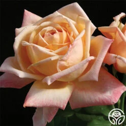 Tahitian Sunset™ -Lovely Rose Shop tahitian sunset 3 1 1