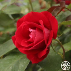 Take It Easy™ -Lovely Rose Shop take it easy 2 5