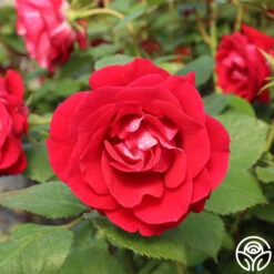 Take It Easy™ -Lovely Rose Shop take it easy logo