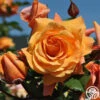 Arborose® Tangerine Skies -Lovely Rose Shop tangerine skies arborose 1