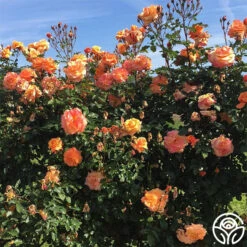 Heirloom Roses -Lovely Rose Shop tangerine skies arborose 2