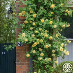 Teasing Georgia™ -Lovely Rose Shop teasing georgia 1 2