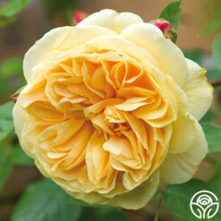 Teasing Georgia™ -Lovely Rose Shop teasing georgia5