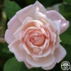 Tender Blush -Lovely Rose Shop tender blush 2