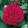 Tess Of The D'Urbervilles® -Lovely Rose Shop tess of the durbervilles 5 1