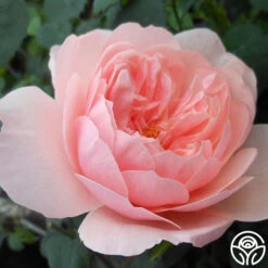 The Alnwick Rose® -Lovely Rose Shop the alnwick rose logo 01