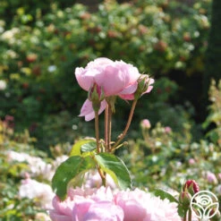 The Alnwick Rose® -Lovely Rose Shop the alnwick rose logo 03