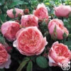 The Alnwick Rose® -Lovely Rose Shop the alnwick rose logo 04