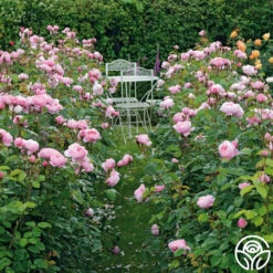 The Alnwick Rose® -Lovely Rose Shop the alnwick rose logo 05 1