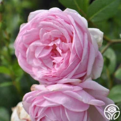 The Fairy -Lovely Rose Shop the fairy 3 8