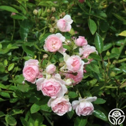 The Fairy -Lovely Rose Shop the fairy 5 7