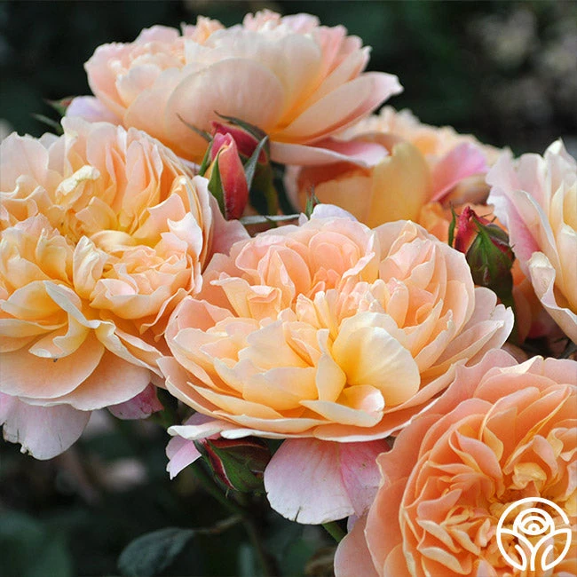 The Impressionist™ 4 The Impressionist™ - Image 2