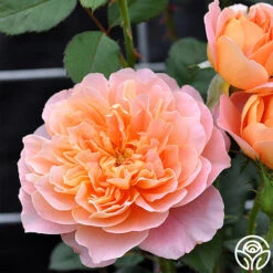 The Impressionist™ 24 The Impressionist™ -Lovely Rose Shop the impressionist 53