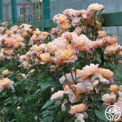 The Impressionist™ 23 The Impressionist™ -Lovely Rose Shop the impressionist 5 1