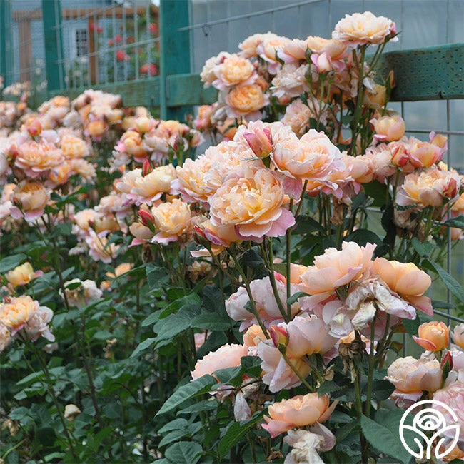 The Impressionist™ 12 The Impressionist™ - Image 10