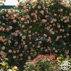 The Impressionist™ 20 The Impressionist™ -Lovely Rose Shop the impressionist 8