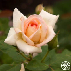 The Lady -Lovely Rose Shop the lady 2 7