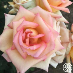 The Lady -Lovely Rose Shop the lady 3 8