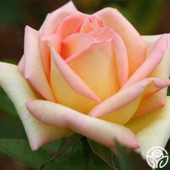 The Lady -Lovely Rose Shop the lady 5