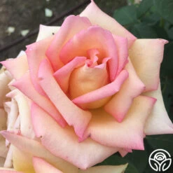 The Lady -Lovely Rose Shop the lady 6