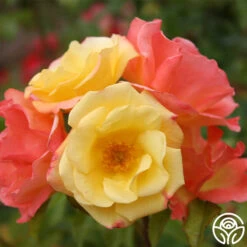 The Magician™ -Lovely Rose Shop the magcician 3