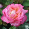 The McCartney Rose™ -Lovely Rose Shop the mccartney rose 1 2 1