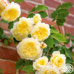 Heirloom Roses -Lovely Rose Shop the pilgrim 1 8