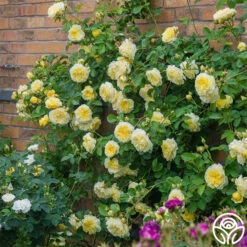 The Pilgrim® -Lovely Rose Shop the pilgrim 3