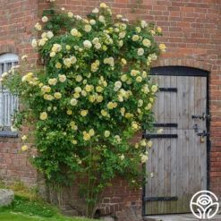 The Pilgrim® -Lovely Rose Shop the pilgrim 6jpg