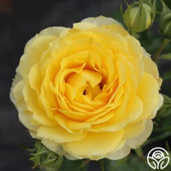 The Poet™ -Lovely Rose Shop the poet 4