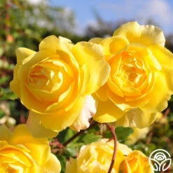 The Poet's Wife -Lovely Rose Shop the poets wife logo 02