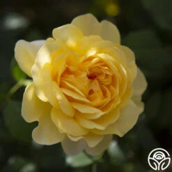 The Poet's Wife -Lovely Rose Shop the poets wife logo 04