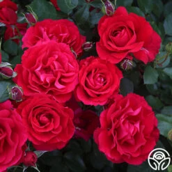 The Prince's Trust™ -Lovely Rose Shop the princes trust 2