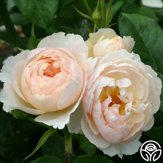 The Shepherdess™ 3 The Shepherdess™