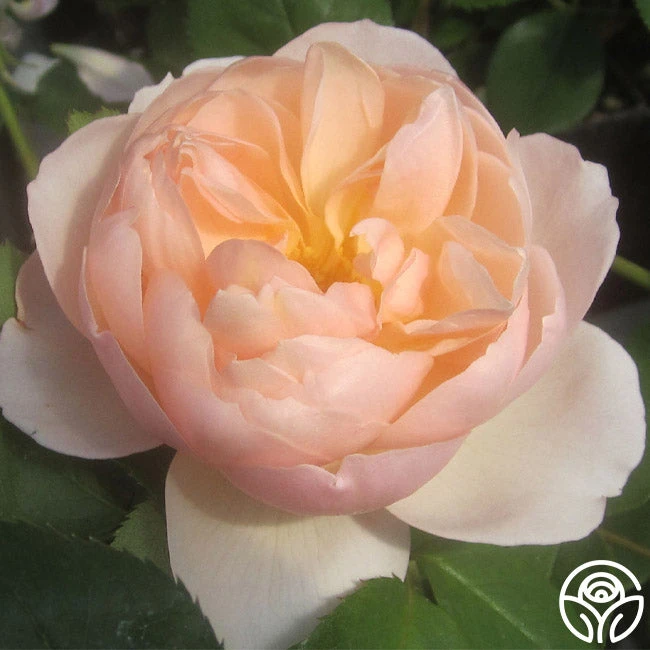 The Shepherdess™ 4 The Shepherdess™ - Image 2