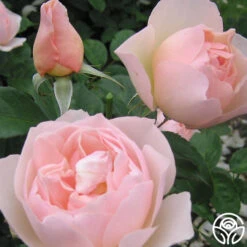 The Shepherdess™ 7 The Shepherdess™ -Lovely Rose Shop the shepherdess 03