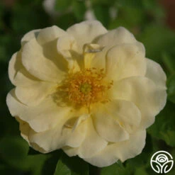 Topaz Jewel -Lovely Rose Shop topaz jewel logo 01