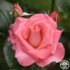 Touch Of Class™ -Lovely Rose Shop touch of class 1 1 1