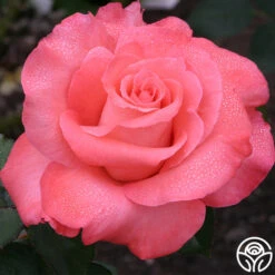 Heirloom Roses -Lovely Rose Shop touch of class 3 7