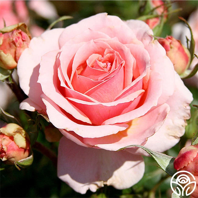 Tournament Of Roses 3 Tournament Of Roses