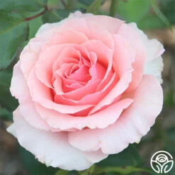 Tournament Of Roses 9 Tournament Of Roses -Lovely Rose Shop tournament of roses 3 8