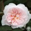 Tranquility™ -Lovely Rose Shop tranquility 2 3